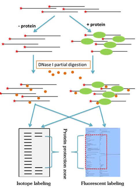 dnase i pdf